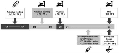 Oral pyruvate prevents high-intensity interval exercise-induced metabolic acidosis in rats by promoting lactate dehydrogenase reaction